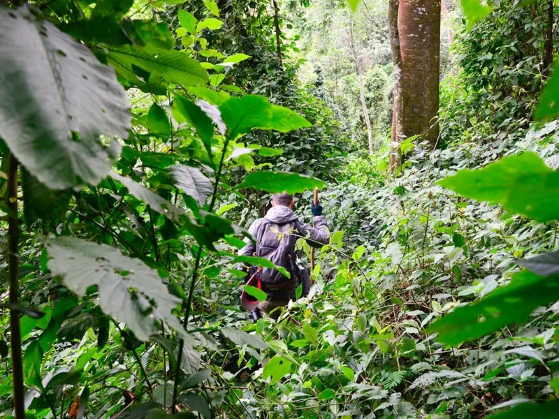 10-Day Uganda Big Five Safari & Gorilla Trekking Tour 10-Day Uganda Big Five Safari & Gorilla Trekking Tour