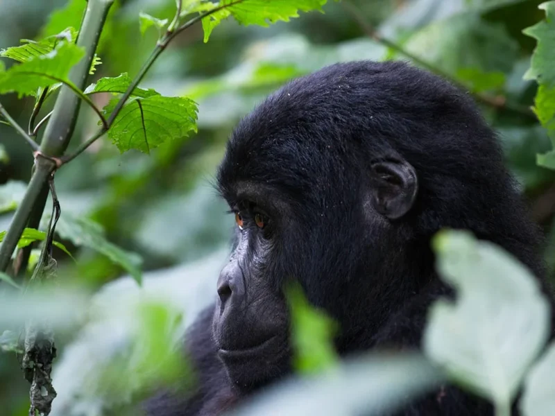 10 Days Rwanda Gorillas & Wildlife Safari 10 Days Rwanda Gorillas & Wildlife Safari