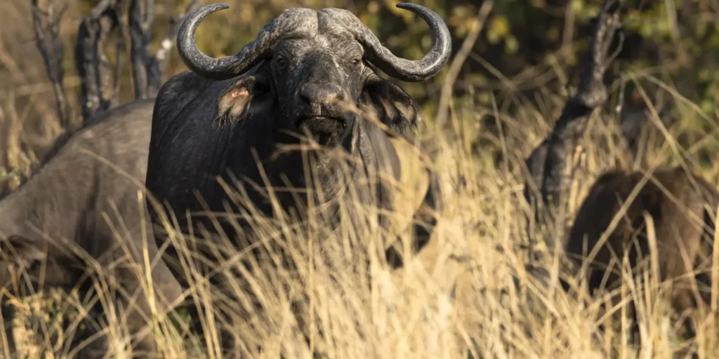 11-Day Uganda Big Five Safari