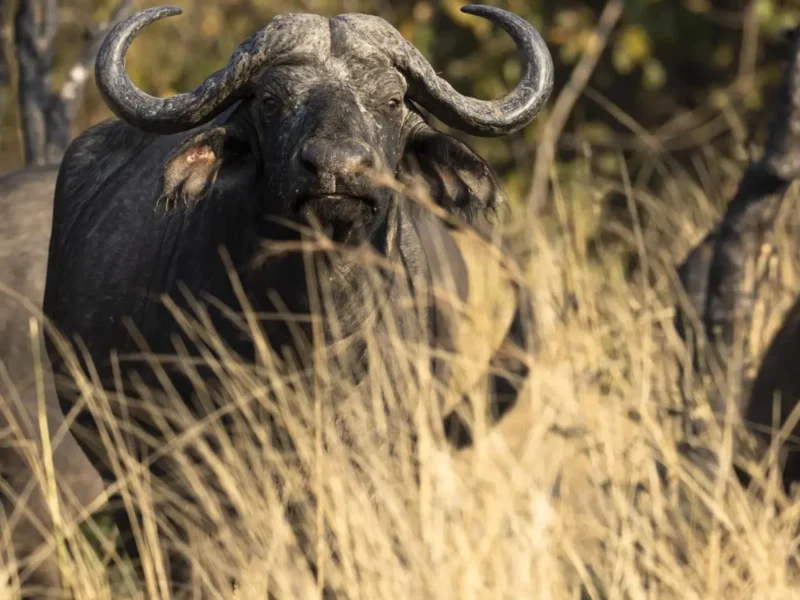 11-Day Uganda Big Five Safari 11-Day Uganda Big Five Safari