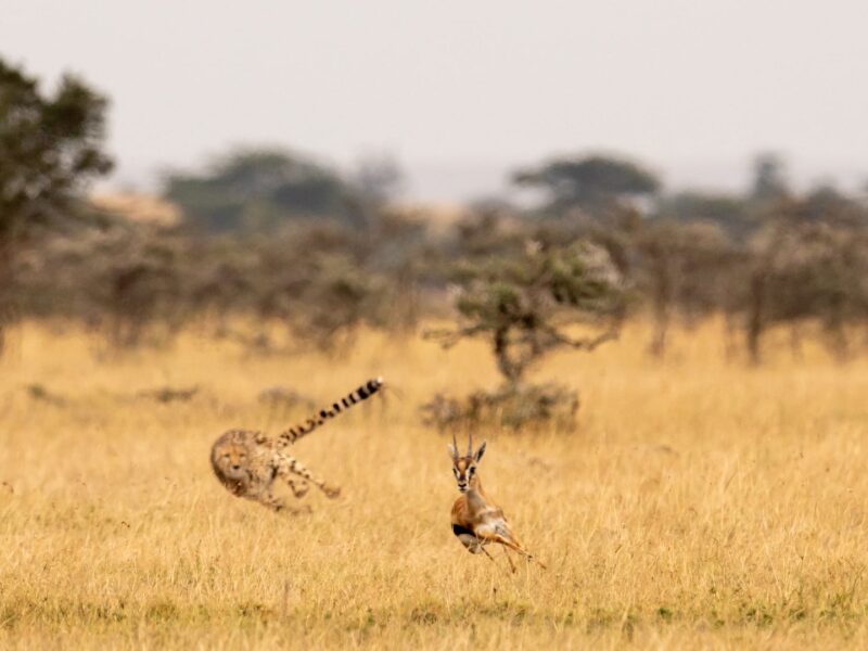 12-Day Tanzania Wildlife Safari
