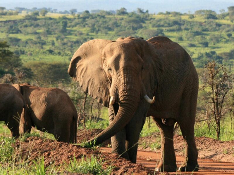 12-Day Uganda Big Five Safari 12-Day Uganda Big Five Safari