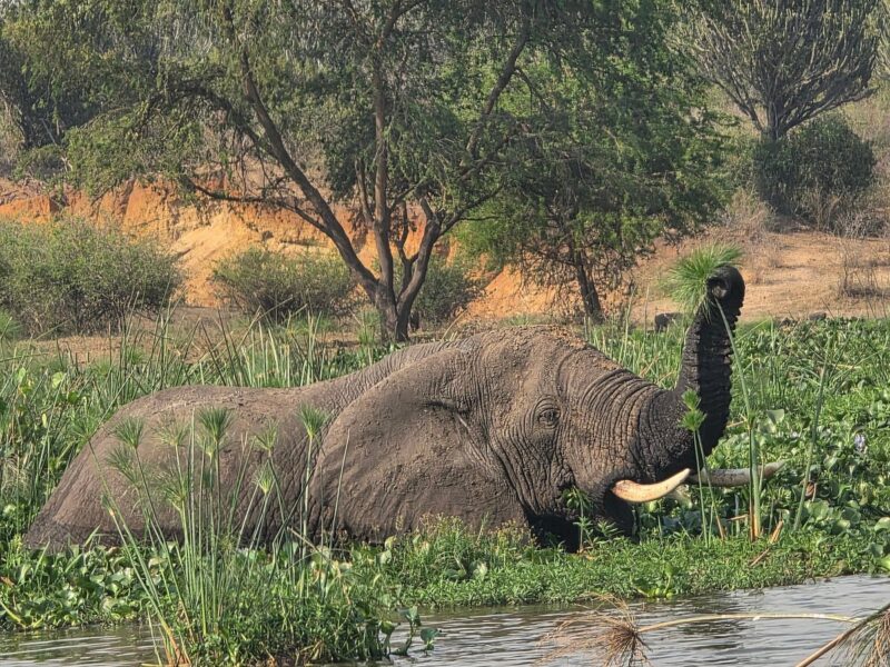 14-Day Uganda Big Five Tour 14-Day Uganda Big Five Tour