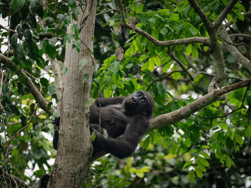 3-Day Rwanda Gorilla Trekking Tour