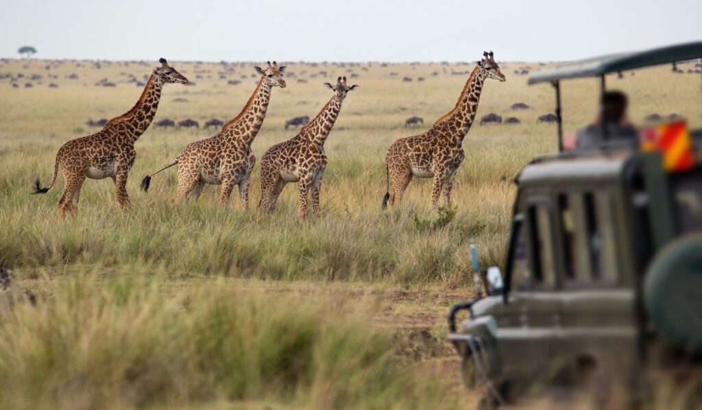 15-Day Uganda Game Drives Safari