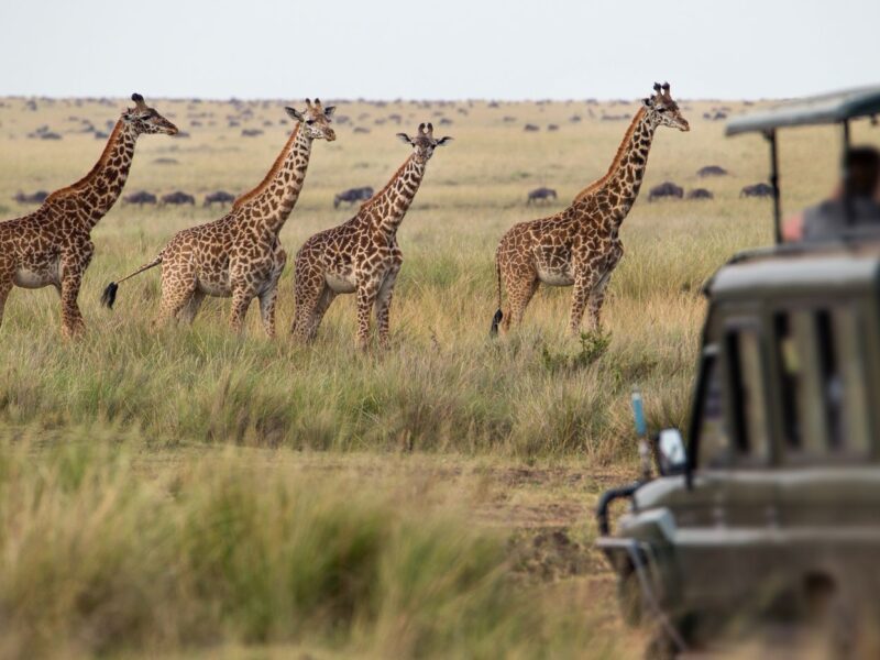 15-Day Uganda Game Drives Safari
