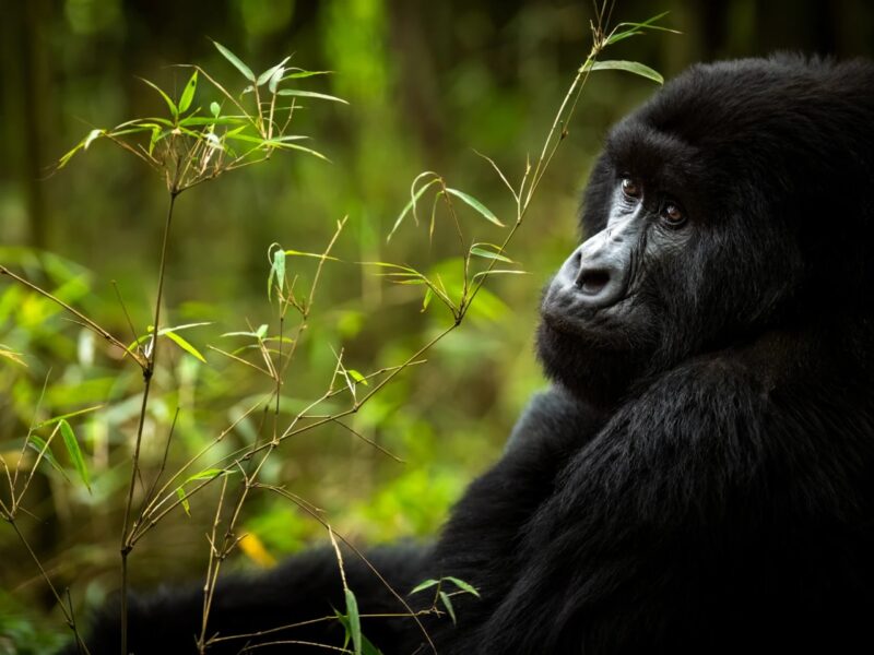 5 Days Rwanda BIG APES Safari