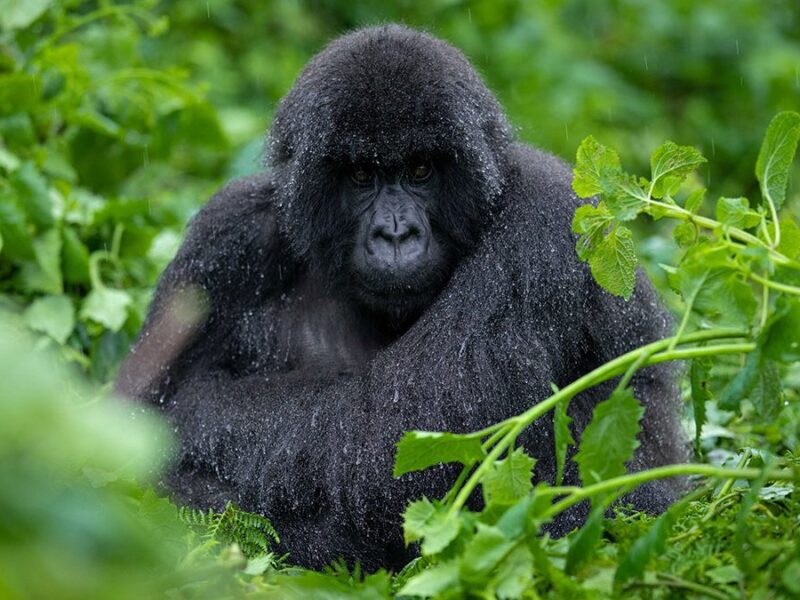 3 Days Bwindi Gorilla Trekking Safari