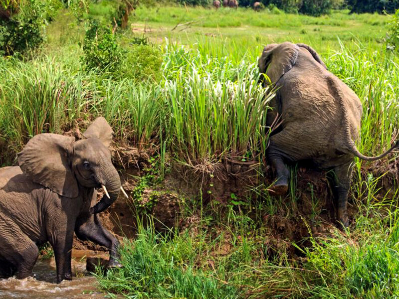 3 Days Murchison Uganda Big Five Safari 3 Days Murchison Uganda Big Five Safari