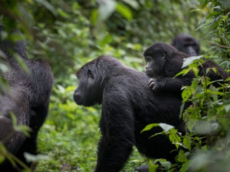 4-Day Rwanda Tracking Gorillas and Chimps Tour 4-Day Rwanda Tracking Gorillas and Chimps Tour