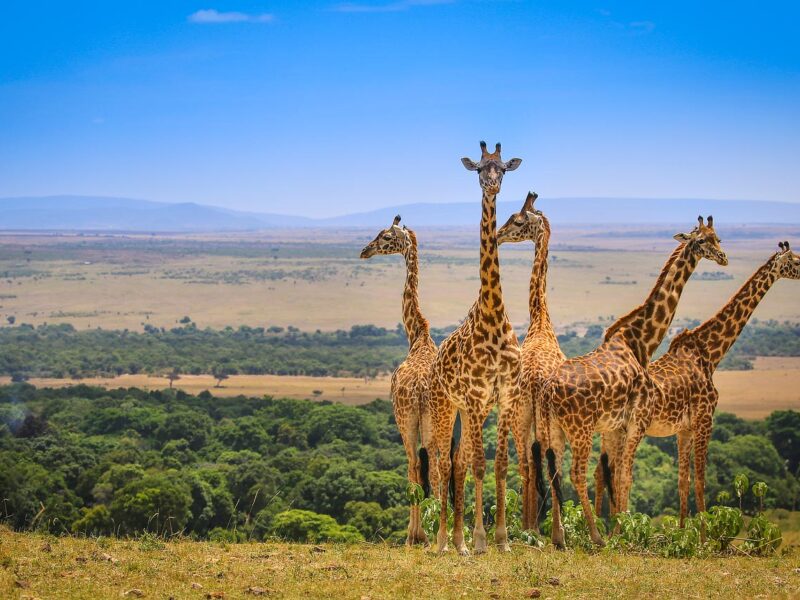 5-Day Kenya Wildlife Budget Safari 5-Day Kenya Wildlife Budget Safari