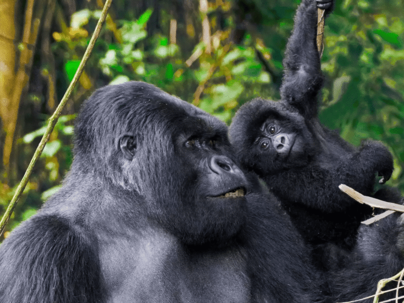 5 Days Uganda Primate Tracking Safari 5 Days Uganda Primate Tracking Safari