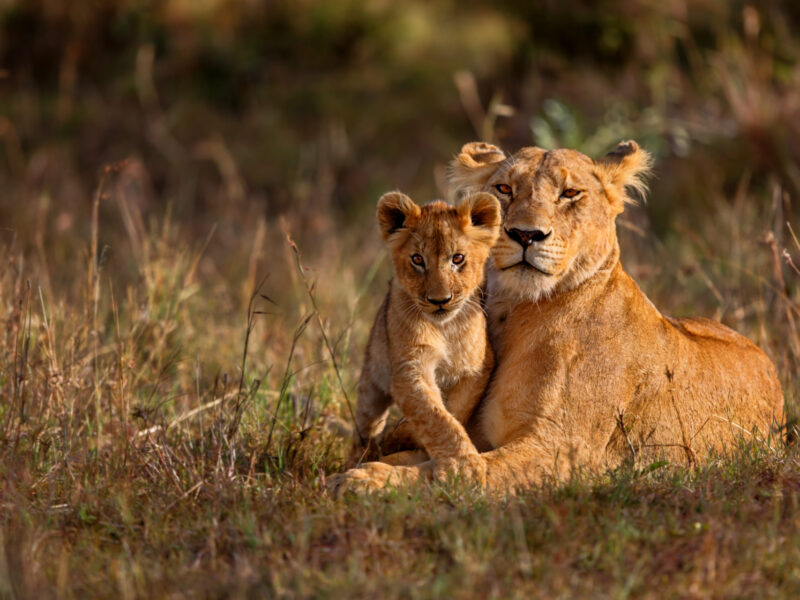 6-Day Burundi Memorable Safari Experience 6-Day Burundi Memorable Safari Experience