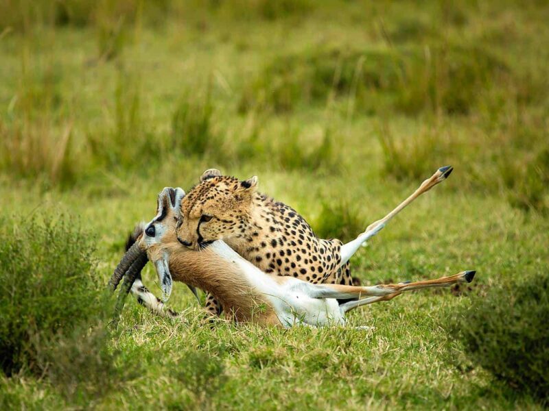 6-Day Magnificent Best of Kenya Safari 6-Day Magnificent Best of Kenya Safari