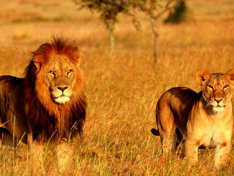 6-Day Majestic Tanzania Wildlife Luxury Safari 6-Day Majestic Tanzania Wildlife Luxury Safari