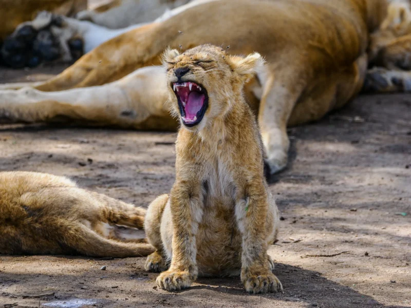 6-Day Roaring Kenya Mid-Range Safari 6-Day Roaring Kenya Mid-Range Safari