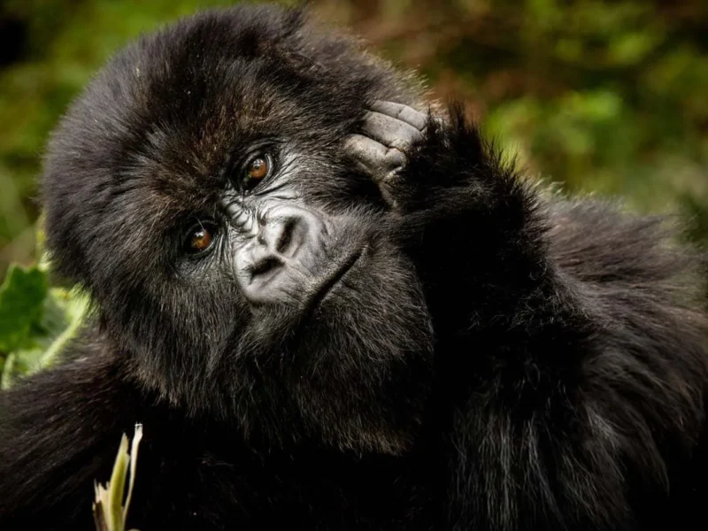 6 Days Rwanda Safari 6 Days Rwanda Safari