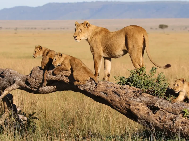 7-Day Kenya Wildlife Budget Safari 7-Day Kenya Wildlife Budget Safari