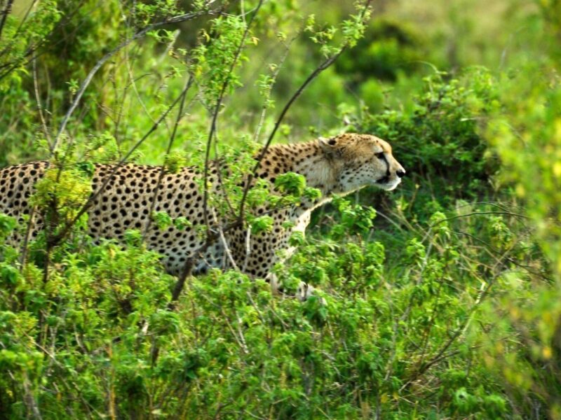 7-Day Kenya Wildlife Safari 7-Day Kenya Wildlife Safari