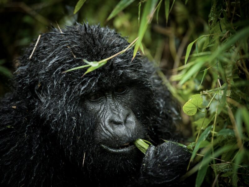 7-Day Rwanda Gorilla Tour and Wildlife Safari 7-Day Rwanda Gorilla Tour and Wildlife Safari