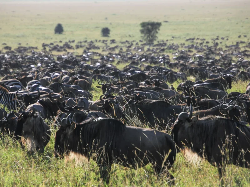 7-Day Tanzania Wildlife Safari 7-Day Tanzania Wildlife Safari