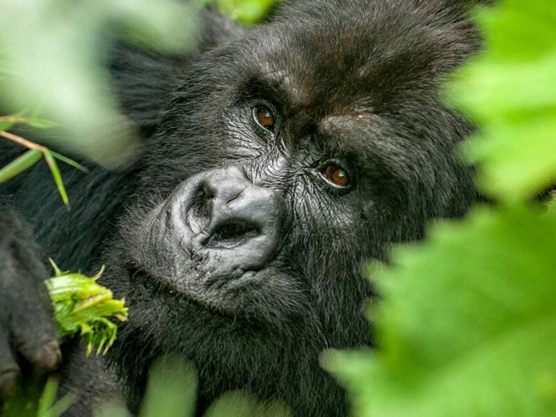 7 Days Discover Rwanda Primates in Luxury Safari 7 Days Discover Rwanda Primates in Luxury Safari