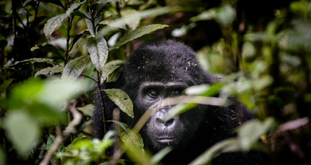 7 Days Rwanda Wildlife & Uganda Gorilla Habituation Safari