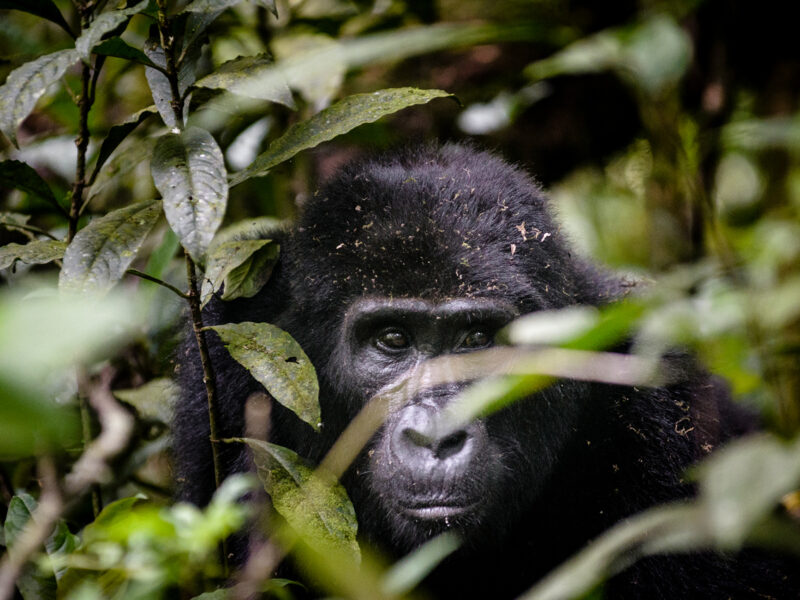 7 Days Rwanda Wildlife & Uganda Gorilla Habituation Safari 7 Days Rwanda Wildlife & Uganda Gorilla Habituation Safari