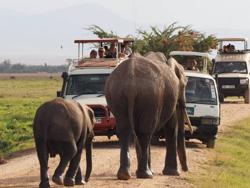 7 Days Uganda Game Drives & Gorilla Safari 7 Days Uganda Game Drives & Gorilla Safari