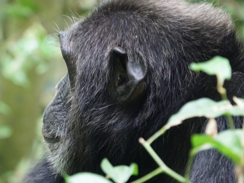 8-Day Burundi Chimpanzee Tracking & Cultural Safari 8-Day Burundi Chimpanzee Tracking & Cultural Safari