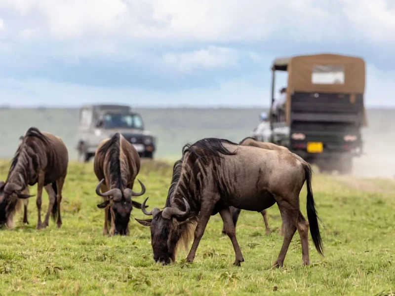 8-Day Magical Kenya Game Drive Safari 8-Day Magical Kenya Game Drive Safari