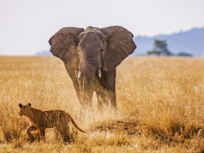 8-Day Tanzania Northern Circuit Safari 8-Day Tanzania Northern Circuit Safari