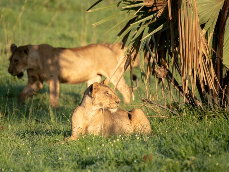 8 Days Amazing Uganda Safari Tour 8 Days Amazing Uganda Safari Tour