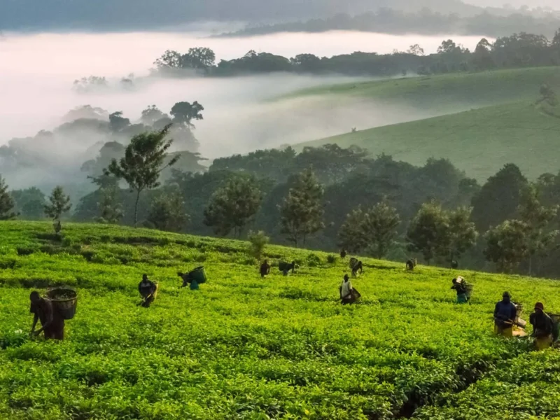 8 Days Best of Western Uganda Safari 8 Days Best of Western Uganda Safari