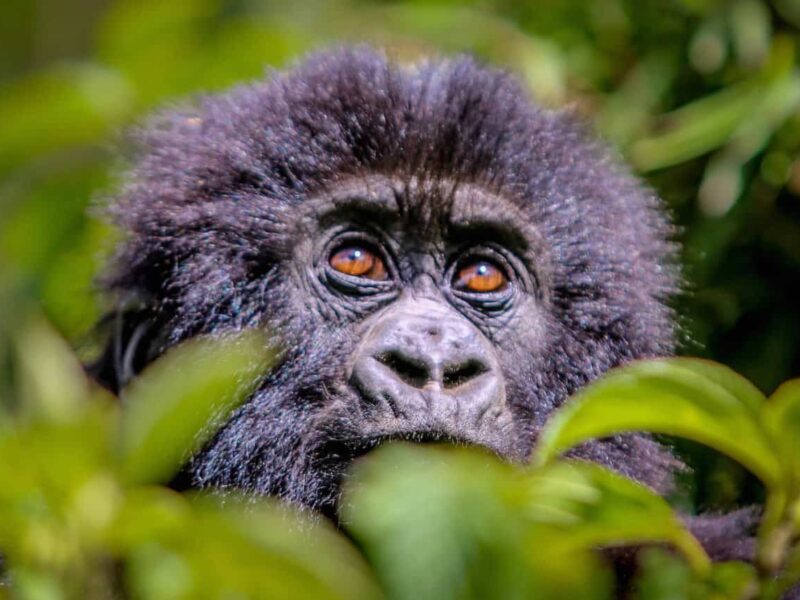 8 Days Rwanda Uganda Primates Safari 8 Days Rwanda Uganda Primates Safari