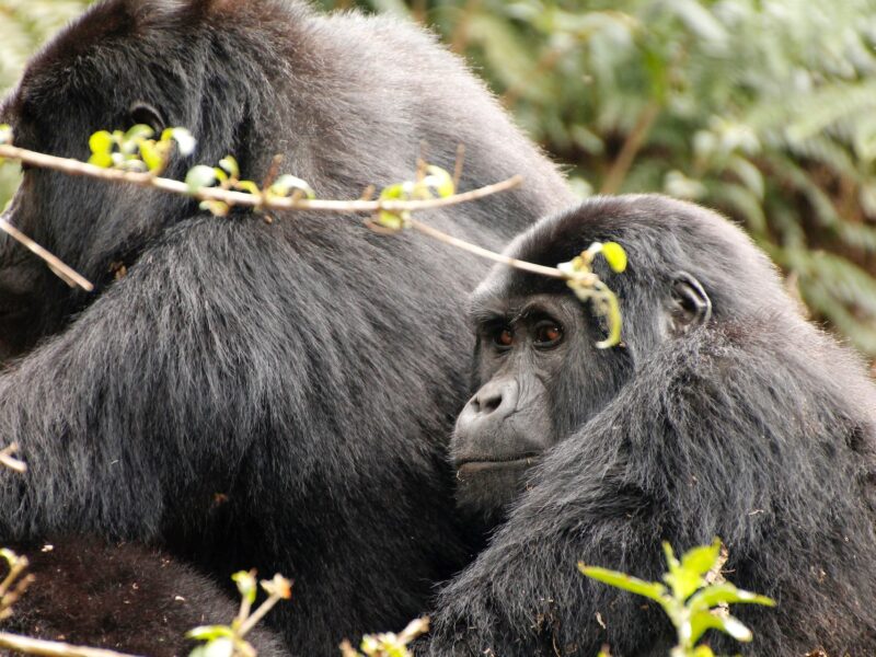 8 Days Uganda Big Five & Gorilla Trekking Safari 8 Days Uganda Big Five & Gorilla Trekking Safari