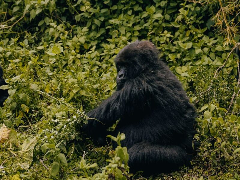 9-Day Rwanda Great Primate Expedition Safari 9-Day Rwanda Great Primate Expedition Safari