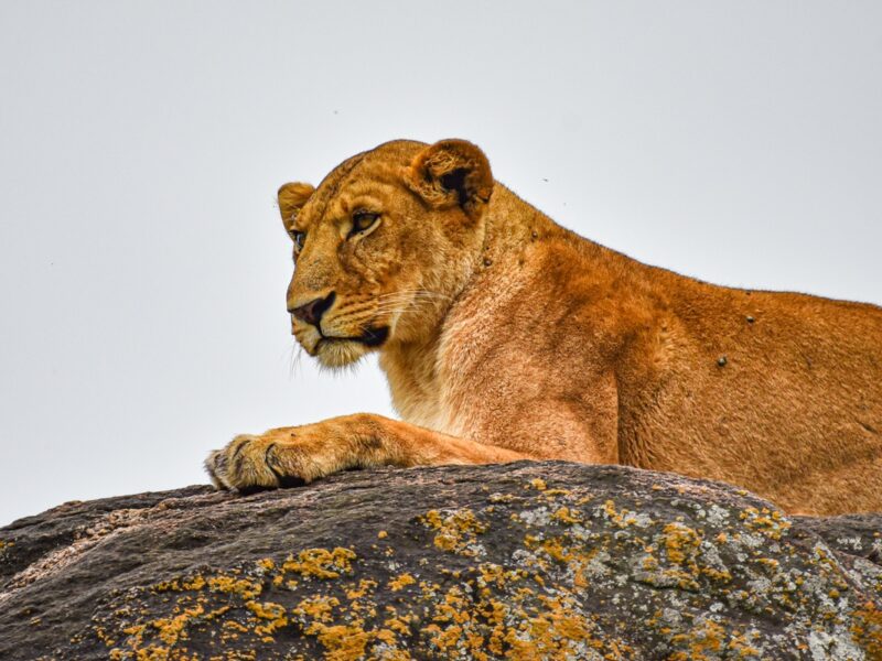9-Day Uganda Big Five Safari 9-Day Uganda Big Five Safari