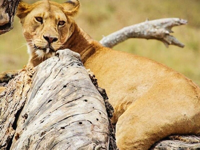 9-Day Ultimate Tanzania Wildlife Safari 9-Day Ultimate Tanzania Wildlife Safari