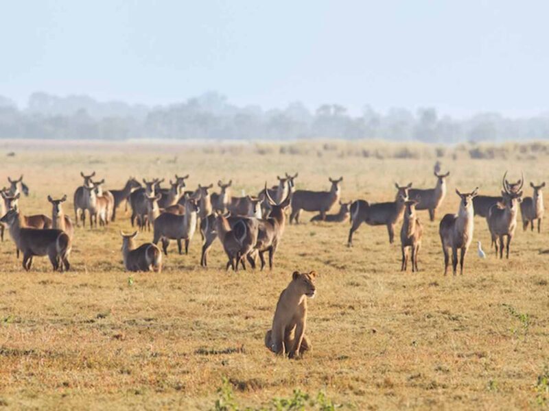9-Day Tanzania Adventure Safari 9-Day Tanzania Adventure Safari