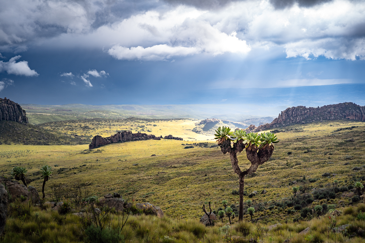 Kenya National Parks
