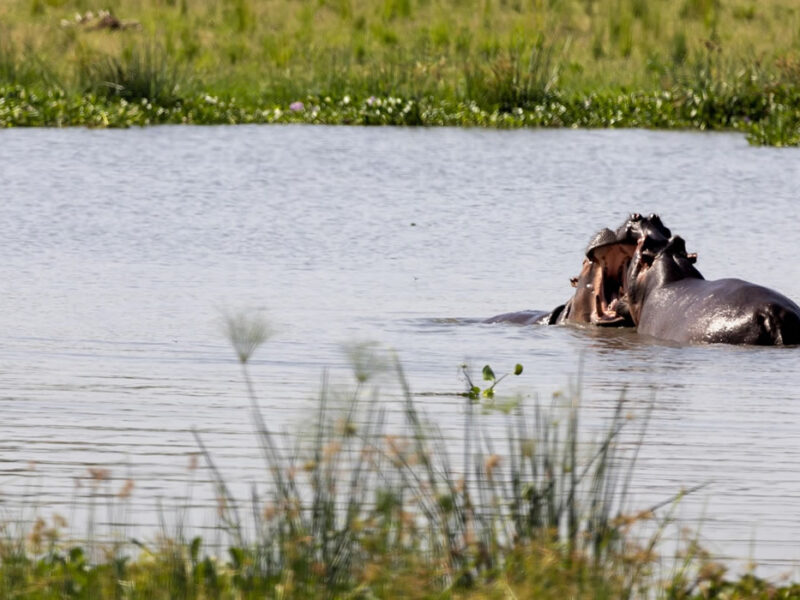 3-Day Burundi Bujumbura City & Rusizi National Park Safari 3-Day Burundi Bujumbura City & Rusizi National Park Safari