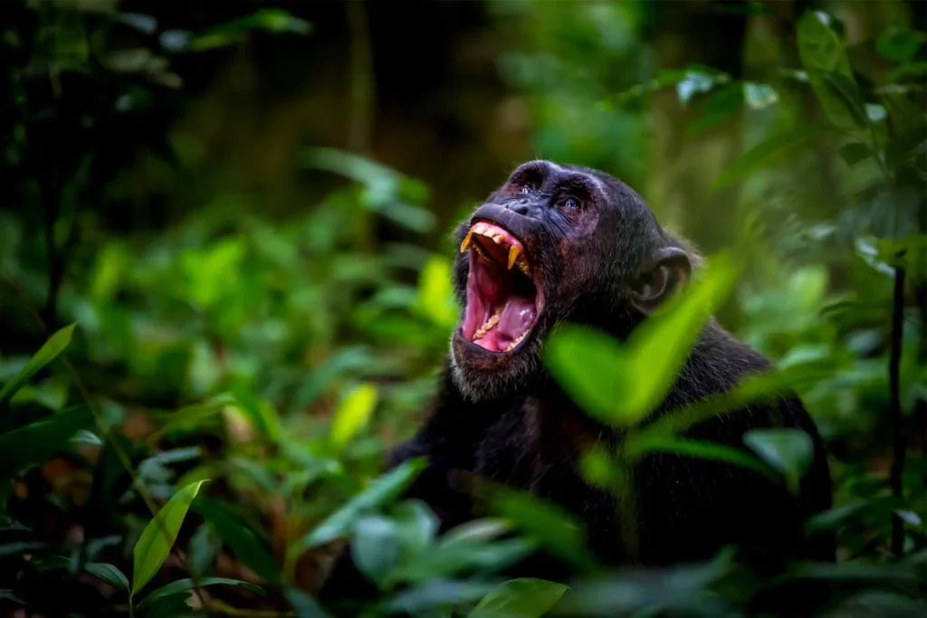 5 Days Uganda Primate Habituation Safari