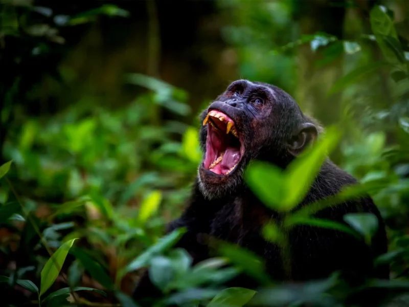 5 Days Uganda Primate Habituation Safari 5 Days Uganda Primate Habituation Safari