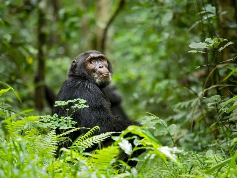 Kabale-Chimpanzee-Tracking-Safari-1 Kabale-Chimpanzee-Tracking-Safari-1
