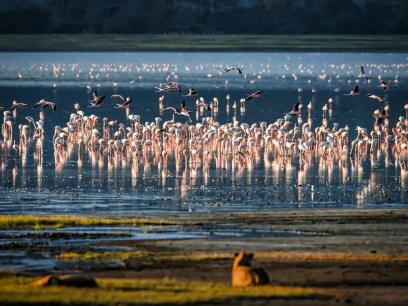 Lake Manyara National Park Lake Manyara National Park