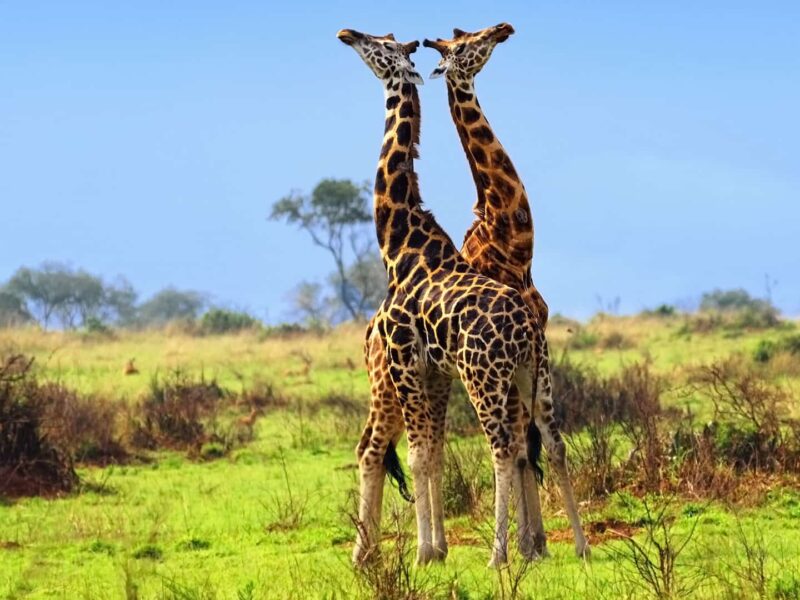 Long Uganda Safaris Long Uganda Safaris