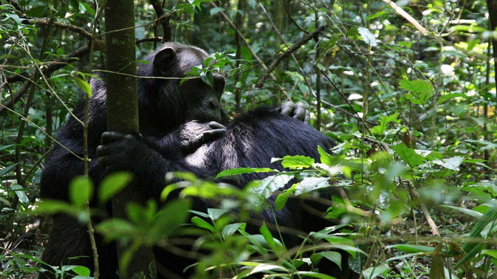 4-Day Chimpanzee Tracking, Karera Falls, and City Tour