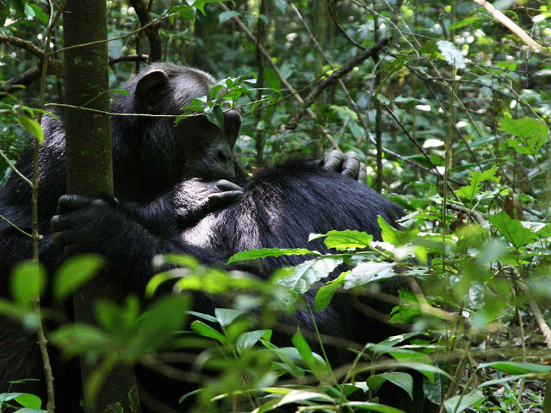 4-Day Chimpanzee Tracking, Karera Falls, and City Tour 4-Day Chimpanzee Tracking, Karera Falls, and City Tour