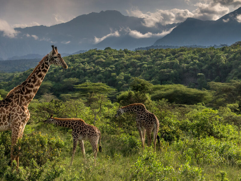 Tanzania National Parks Tanzania National Parks